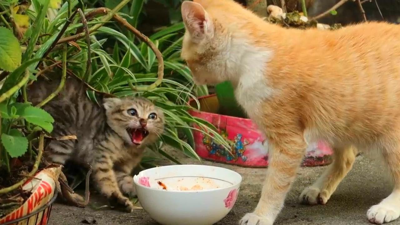 Запугивание котят, драки котят, издевательства над кошками [Коллекция]