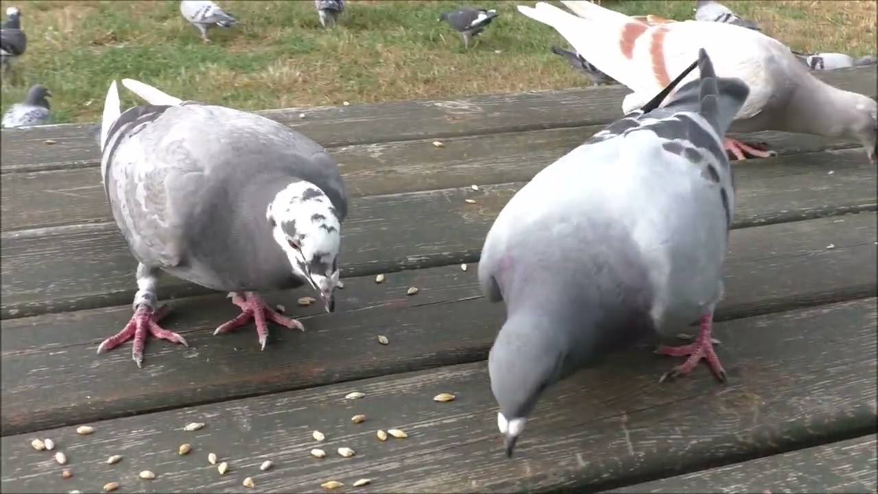 BRUXELCZYCY 2025 Mierzwa Jerzy kontakt 663 946 141