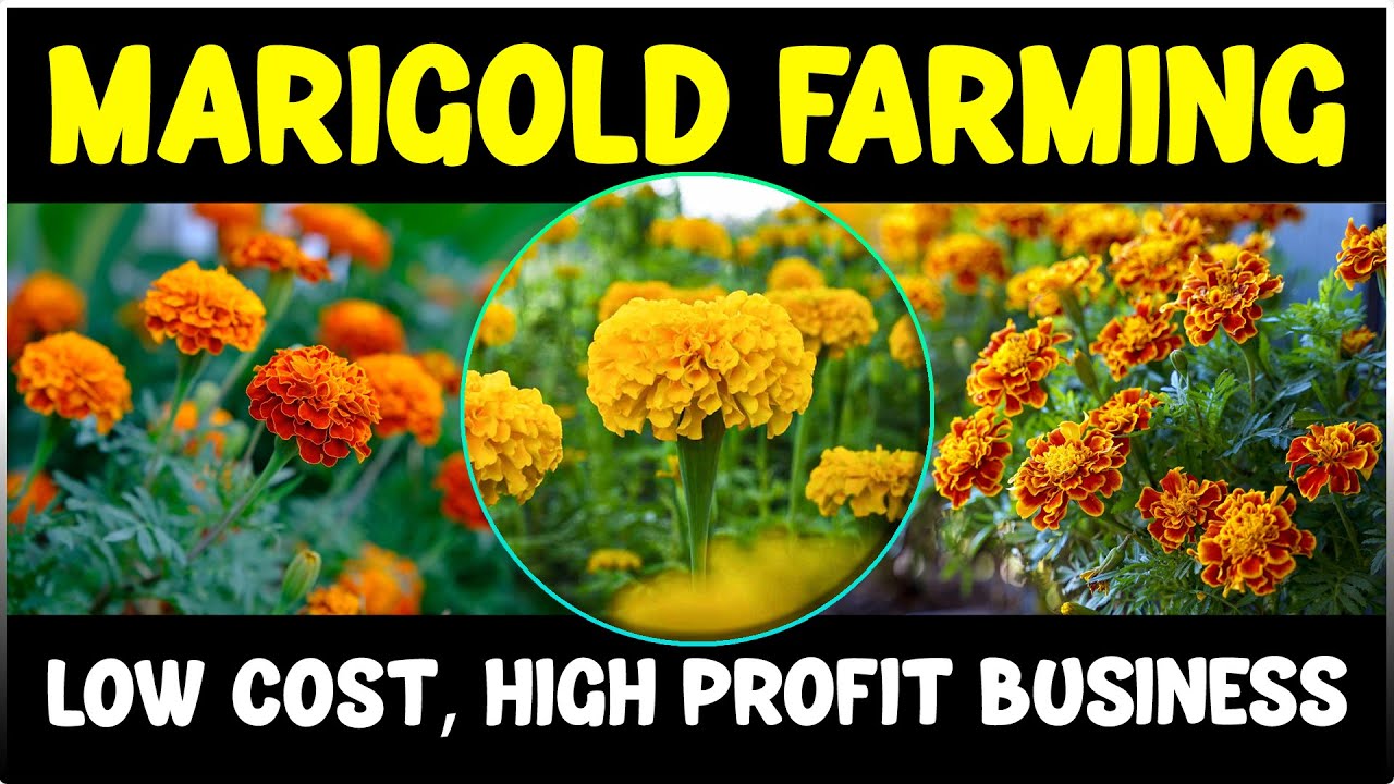 Marigold Farming | Low Investment, High Profit Flower Business