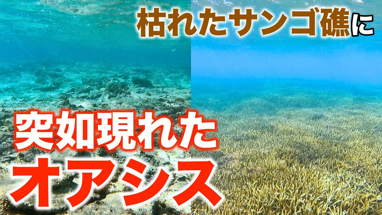 サンゴが激減した海で、オアシスを発見！【瀬底島周辺】