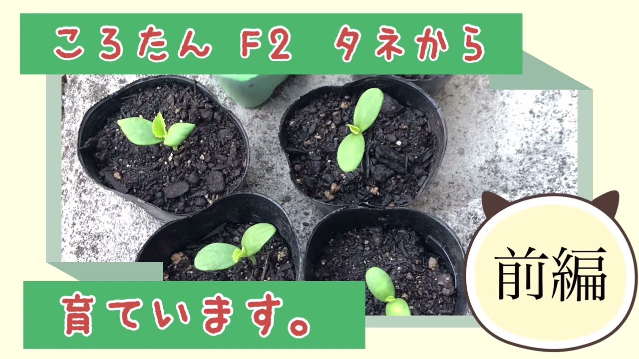 2022年ころたん栽培記　ころたん　f2種から育てています。