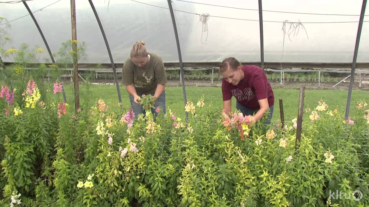 Flower farm | Cuts of Color |Central Texas Gardener