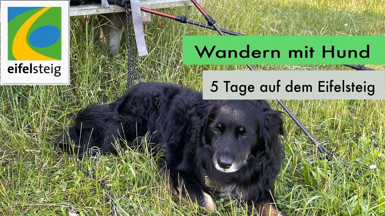 Wandern mit Hund - 5 Tage mit Timmy auf dem Eifelsteig (Sommer 2021)