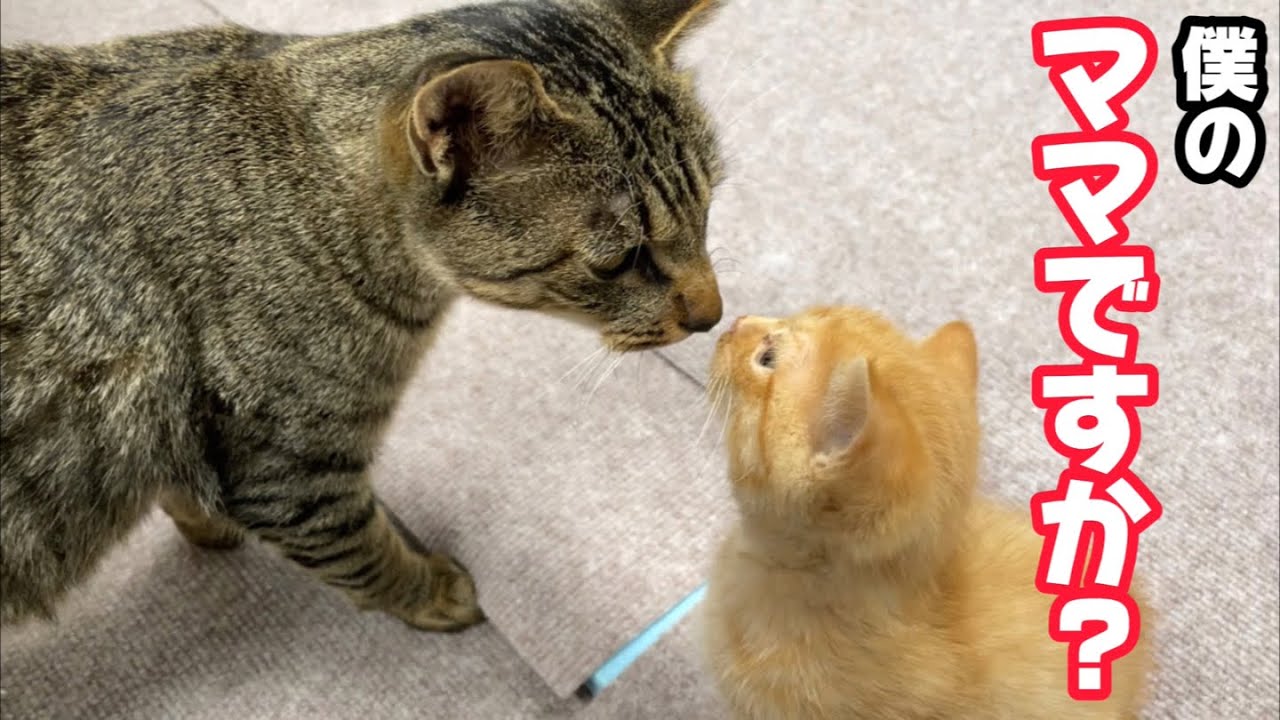 母猫の温もりを知らない子猫を全く関係ないママ猫に預けてみたら…最後まさかの展開に