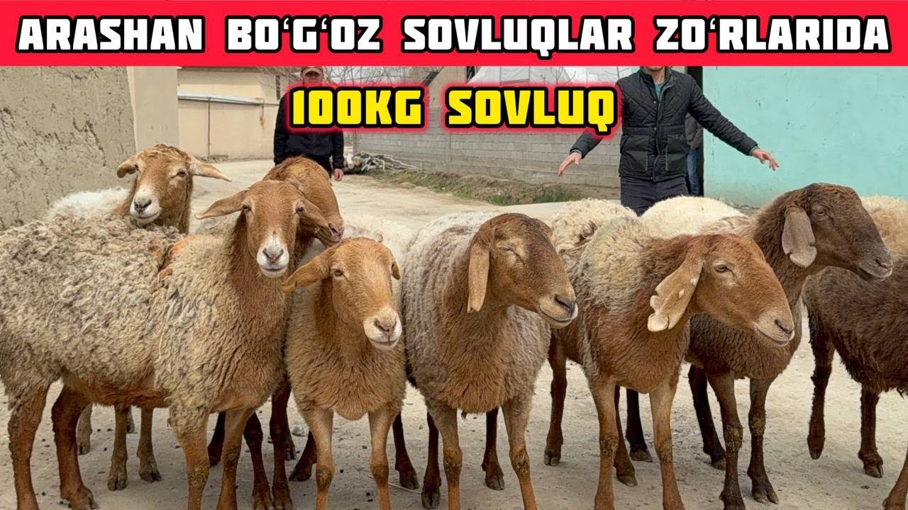 Arashan Boʻgʻoz Sovluqlar Yiriklaridan,G’ulomjon Aka Qoʻrasidan Maxsus