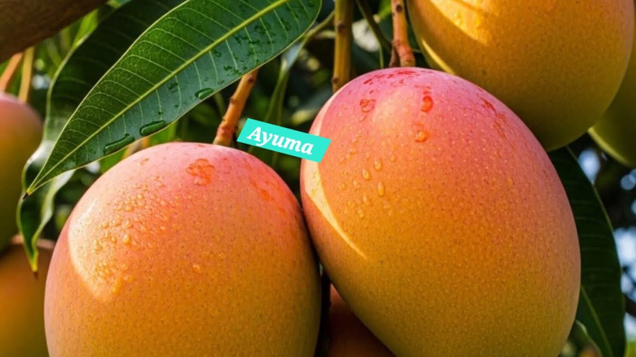 Простой и полезный рецепт смузи из манго // Рецепт смузи из манго 🥭 для начинающих #seo