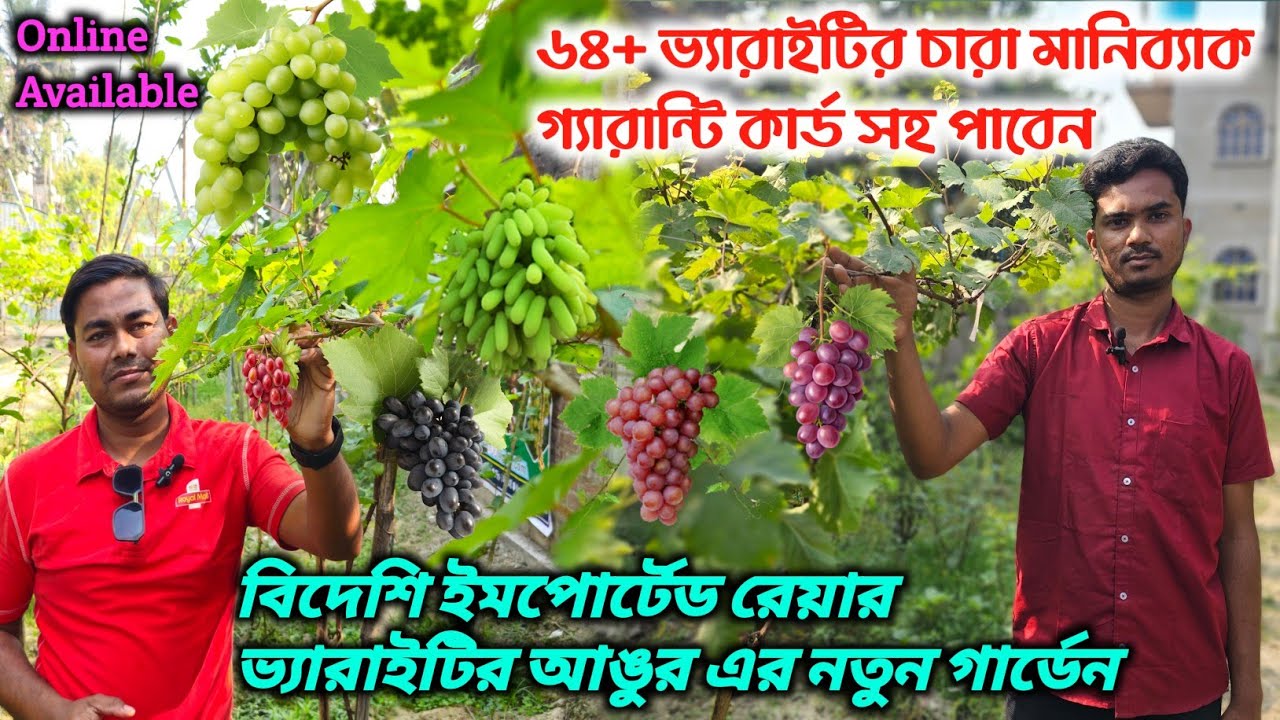 বিদেশি আঙ্গুর এর ভ্যারাইটির সেরা গার্ডেন 🍇 Grape Garden Nursery