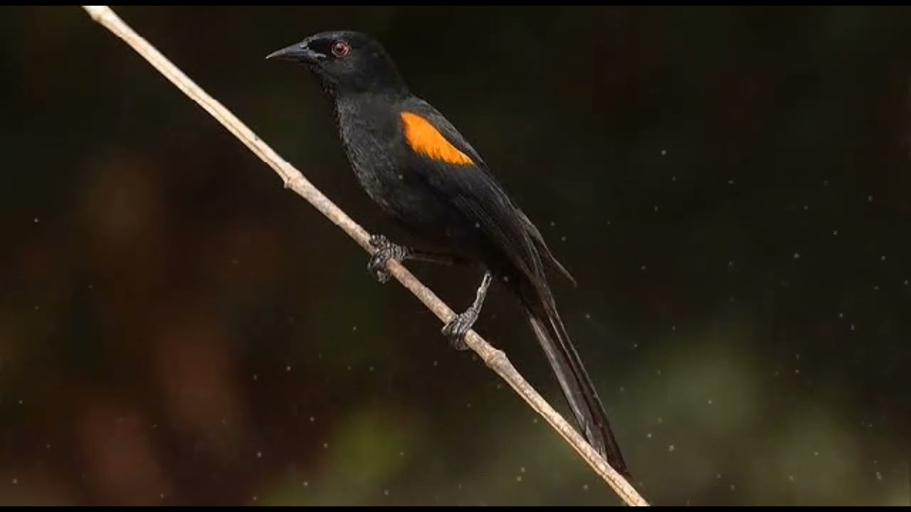 CANTO DA PRIMAVERA SELVAGEM ( rouxinol-da-amazônia e xexéu-de-bananeira )