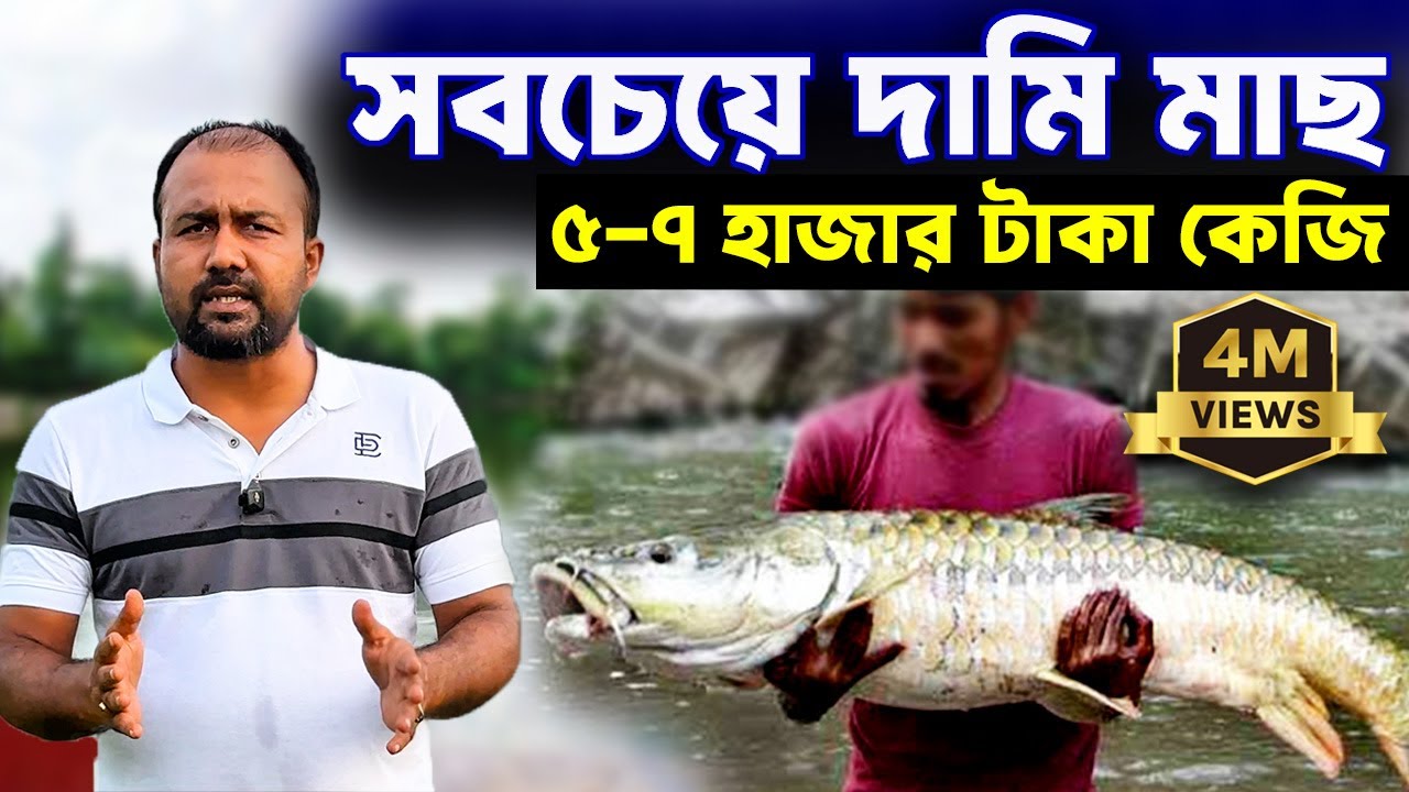 দামি মাছ মহাশোল চাষ করে লাখপতি! | বাজারে কেজি ৫-৭ হাজার টাকা!
