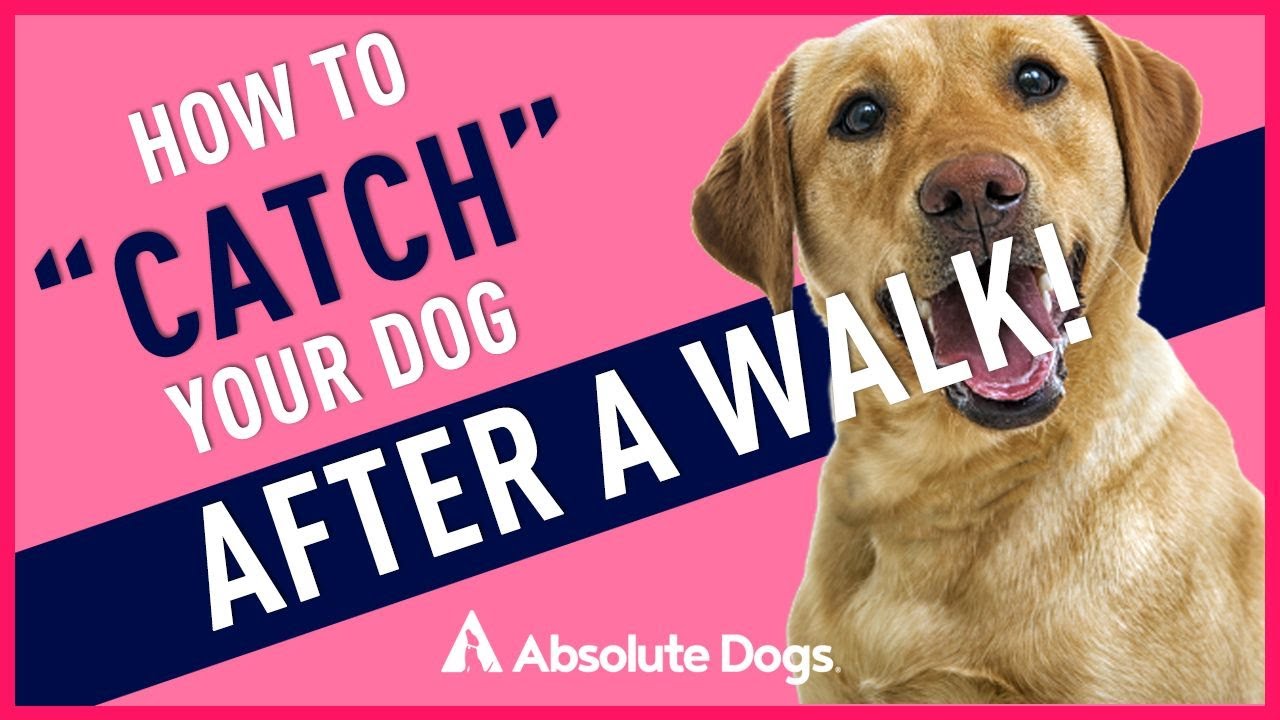 How to CATCH Your Dog AFTER a WALK!