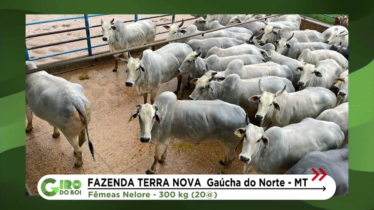 MATO GROSSO: FÊMEAS NELORE CHEGAM A 20 ARROBAS; CONFIRA