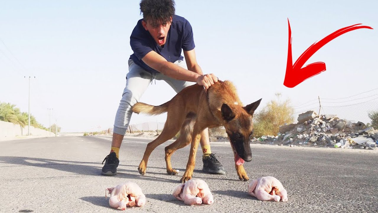 داخل كل دجاجة ورقة عقاب يحددها الكلب برلين #1 !!