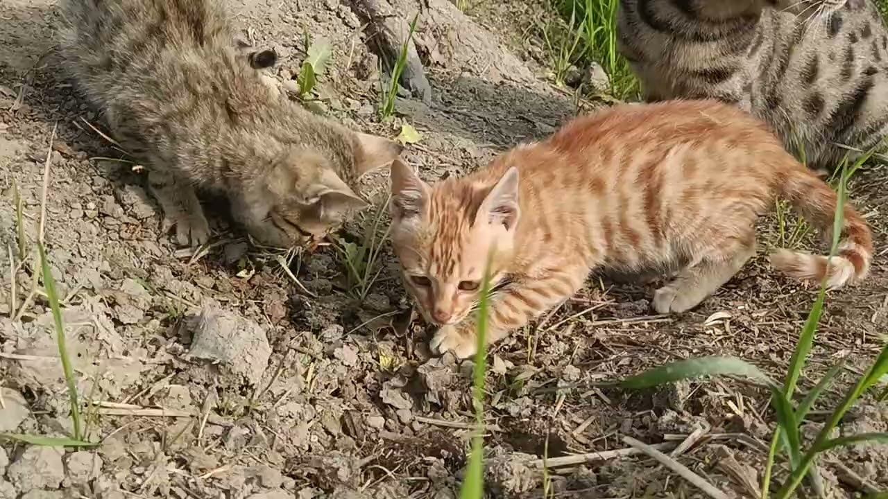 What all do cat's kittens keep eating in the fields?🐾📸 
