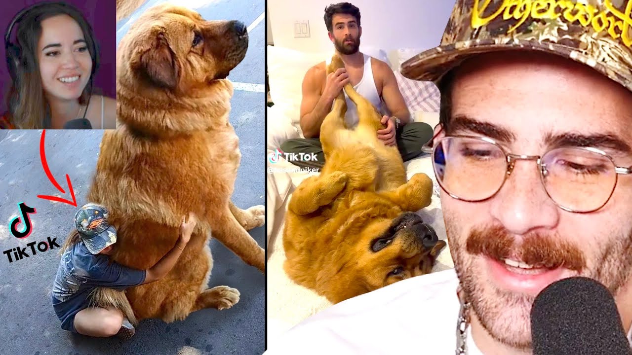 Hasan Reacts to TikToks of Kaya | HasanAbi Reacts