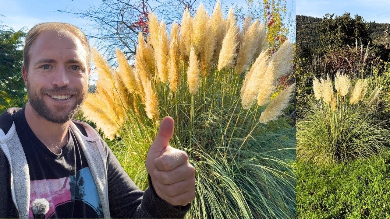 Pampasgras Ratgeber: 🌾  so gelingt schnelleres Wachstum eureres Pampasgras !