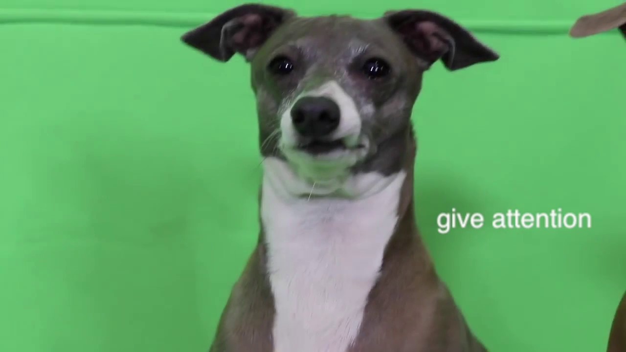 kermit loving jenna (conditionally)