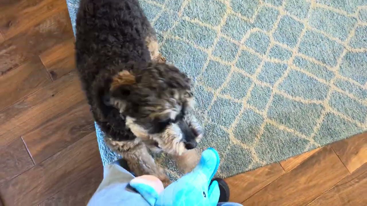 Redford gets a new toy