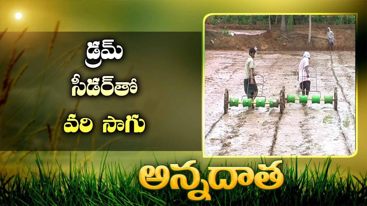 Paddy Cultivation | With Drumseeder