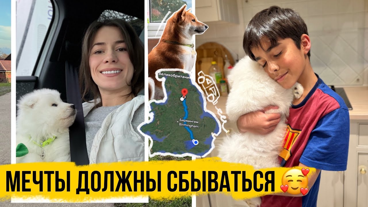 МЫ КУПИЛИ СОБАКУ!  ПЕРВЫЕ СУТКИ С ЩЕНКОМ САМОЕДА и СИБА ИНУ 🐻&zwj;❄️🦊