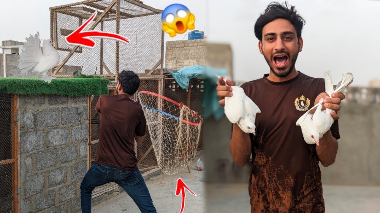 Aaj duam katha kabootar pakda Liya 🥳 or ya kia hua 😮 how to check pigeon