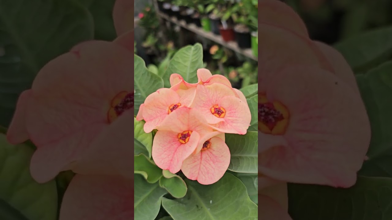 Un pequeño recorrido de mi invernadero #eljardindeliliaymary #coronasdecristo #crownofthorns 