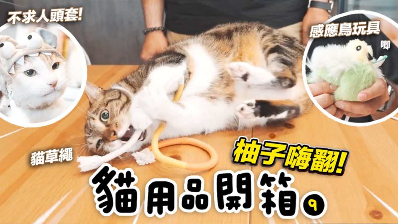 #貓用品開箱【貓草繩玩具讓柚子嗨翻！】志銘與狸貓