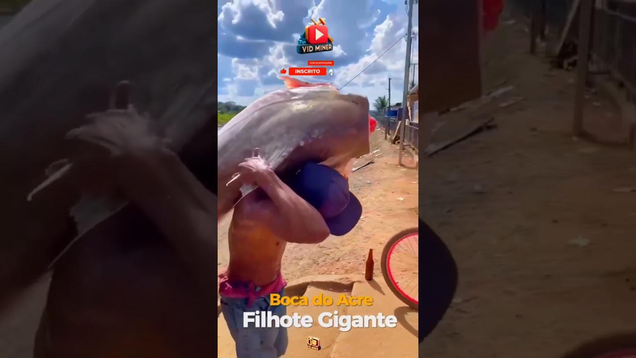 FILHOTE GIGANTE PESCADO NO RIO PURUS EM BOCA DO ACRE AMAZONAS #pescador