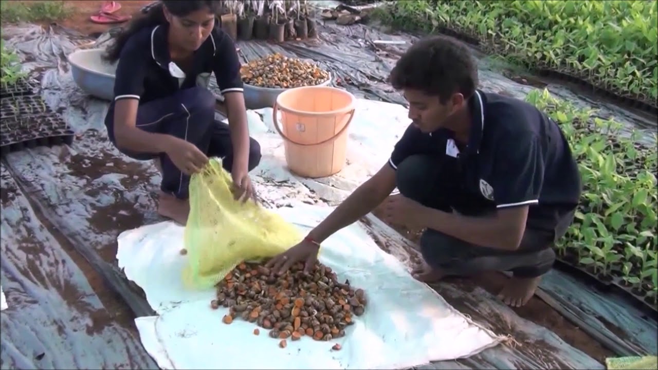 Protray method of turmeric(iisr Pratibha) seedling raising....by Pradeep kumara N ,Horticulture