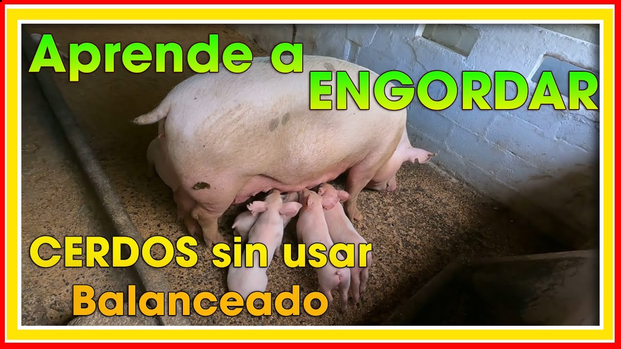 Cómo ENGORDAR cerdos sin usar CONCENTRADO ǀ Ing. Jannin Hernández Blandón