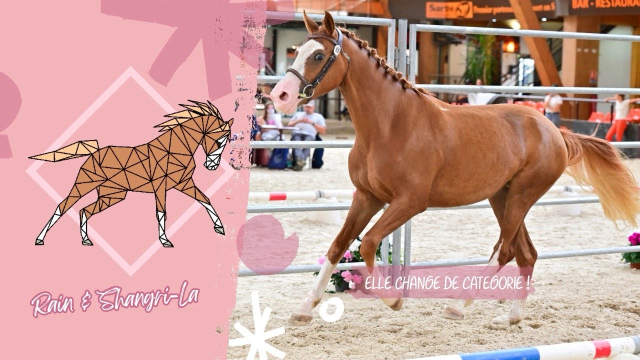 🌸 Shalimar : UNE PONETTE PARMI LES JUMENTS ! (Finales France Dressage 2024)