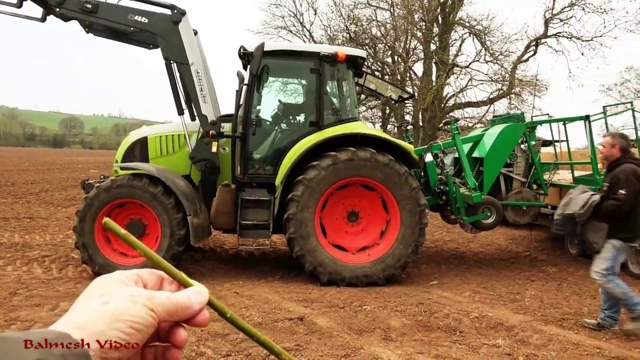 Planting Willow for Biomass.