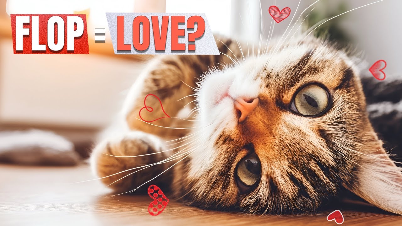 6 Types of Cat Flop That Prove Your Cat Trusts You Or Needs Help