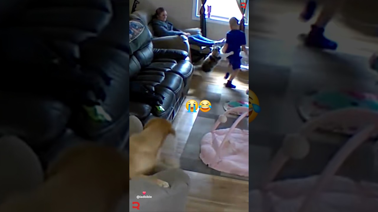 Never seen cats in love like this before 😭😂