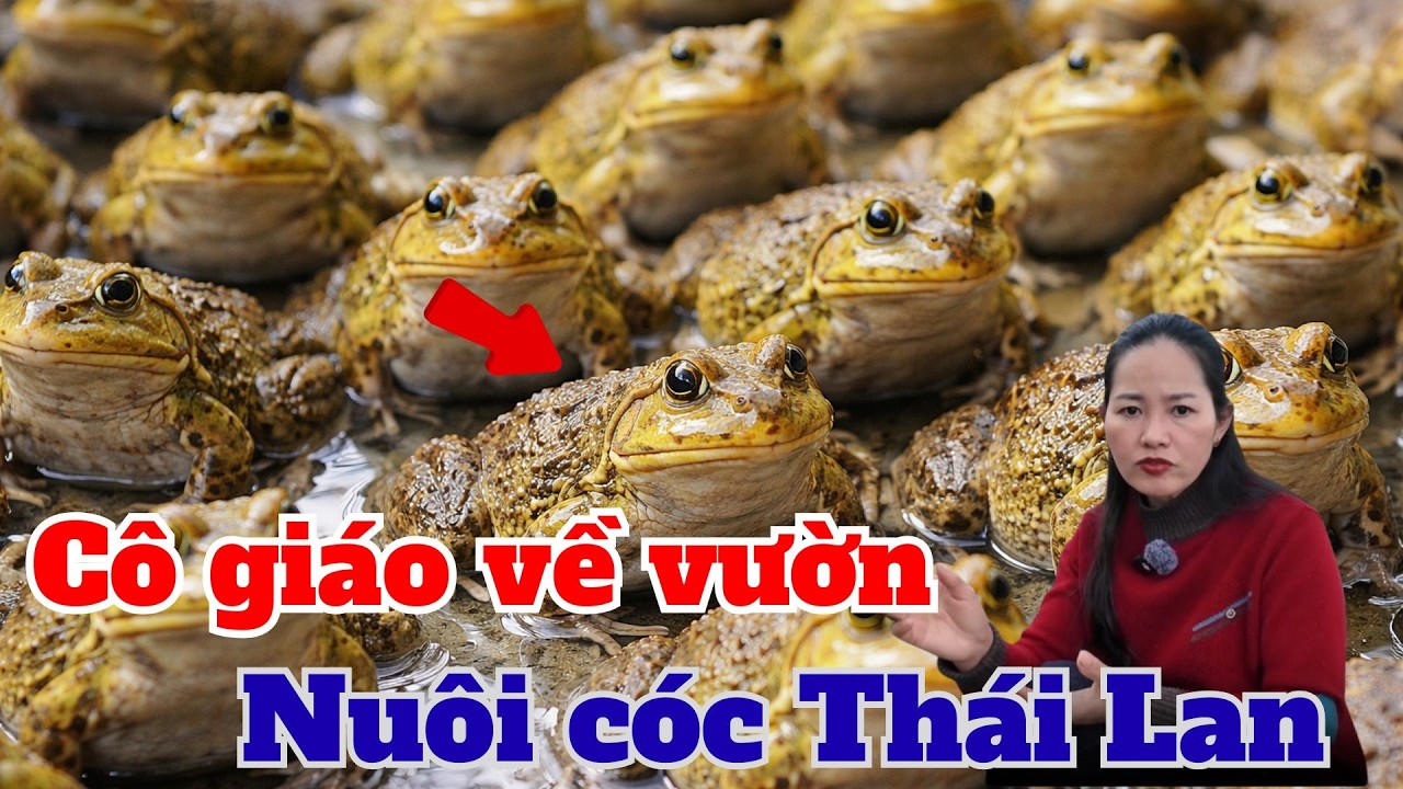 Cô Giáo Bị Chê “Khùng” Vì Nuôi Cóc, Nhưng Sự Thật Đằng Sau Gây Choáng