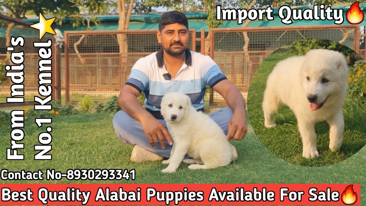 ALABAI (Central Asian shepherd) | Best Quality Alabai Puppies Available For Sale In India🔥#alabaidog
