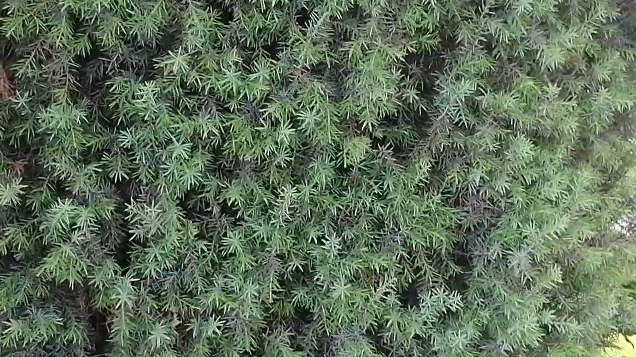 Можжевельник обыкновенный (Juniperus communis) 'Suecica', можжевельник китайский 