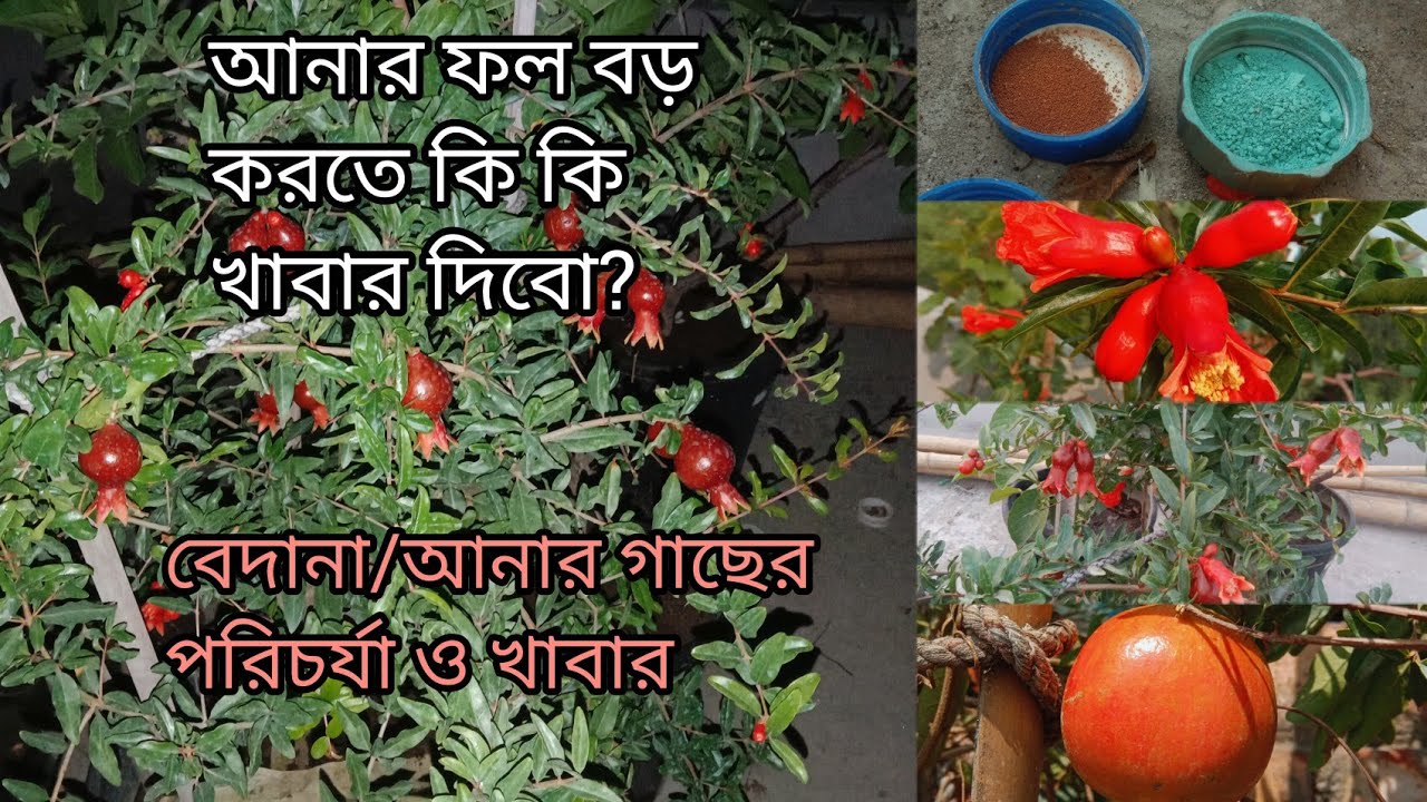 আনার/বেদানা ফল বড় করতে আমি যাযা খাবার দেই।।আনার গাছের পরিচর্যা।। Greenish Weather