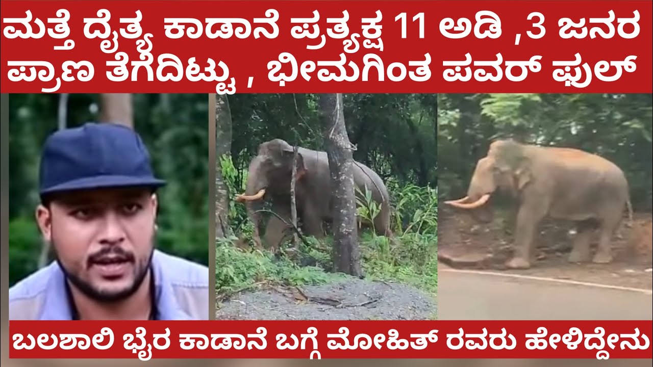 ಇವನೇ ರಿಯಲ್ ಮೂಡಿಗೆರೆ ಭೈರ ಪ್ರತ್ಯಕ್ಷ , ಅಭಿಮನ್ಯು ಹಿಡಿಯೋಕೆ ಬಂದಿದಾಗ ಆಗಿದ್ದೇನು / Bhaira elephant Abhimanyu