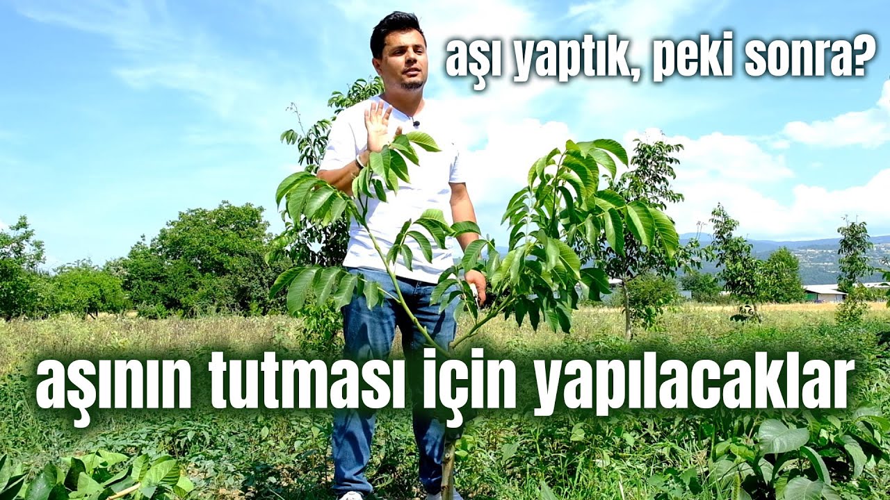 Aşının Tutması için Yapılması Gerekenler /Aşı Sonrası Bakım - Çetin Ceviz