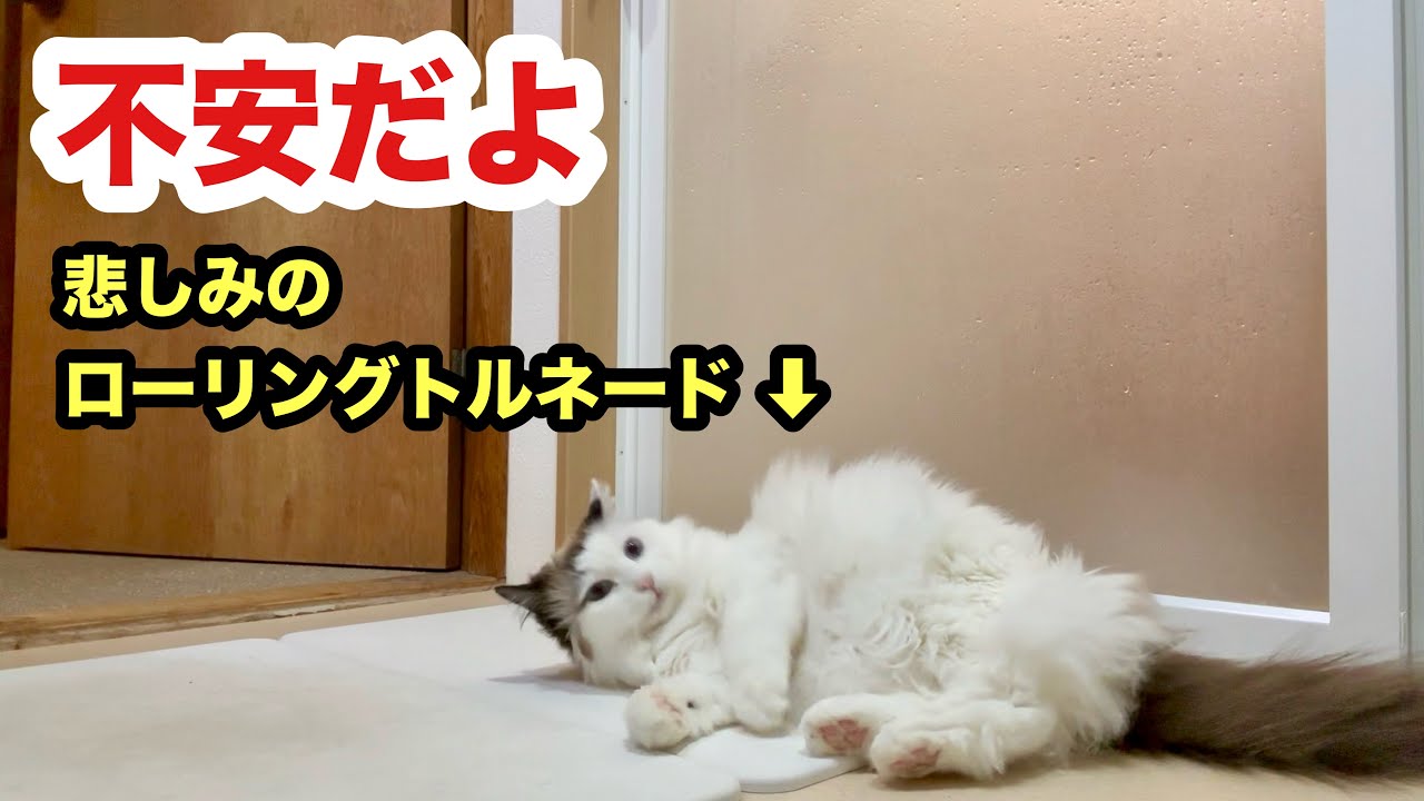 姿見えないと不安で泣き転がり叫びまくる猫のすーちゃん