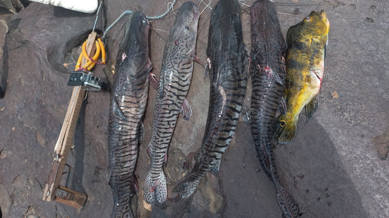 pesca sub no pocinho cheio de surubin no rio longa