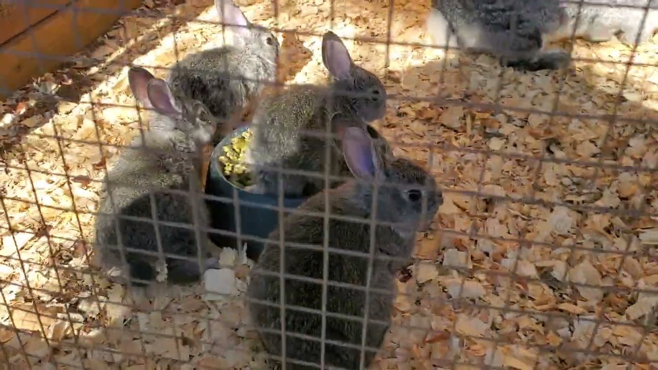 Pamela Bach Hasselhoff (Giant Chinchilla Rabbit) Moves to her new place 