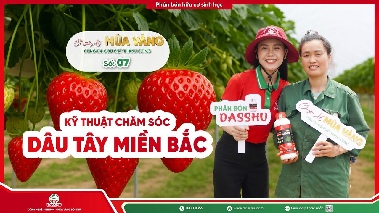 [Số 07] CHUYẾN XE MÙA VÀNG: KỸ THUẬT CHĂM SÓC - DÂU TÂY KHỔNG LỒ MIỀN BẮC