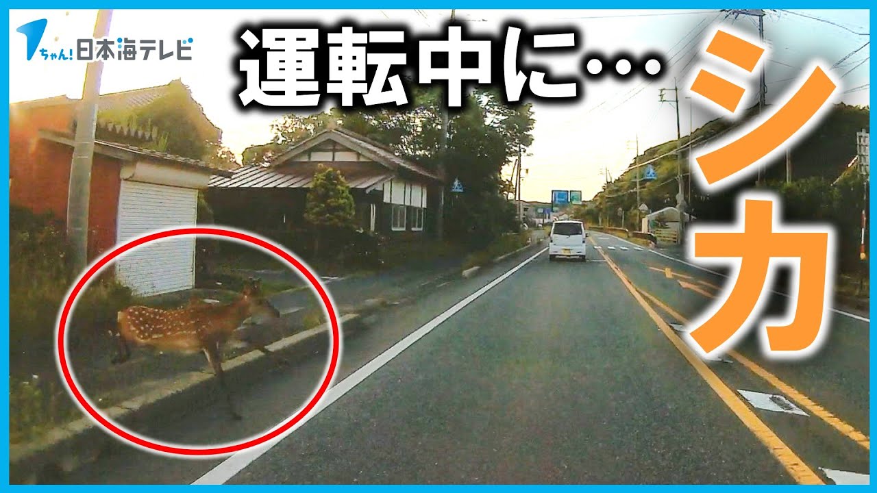 【衝突映像】ヘッドライトなど破損　車の修理代は60万円&hellip;　鳥取県鳥取市