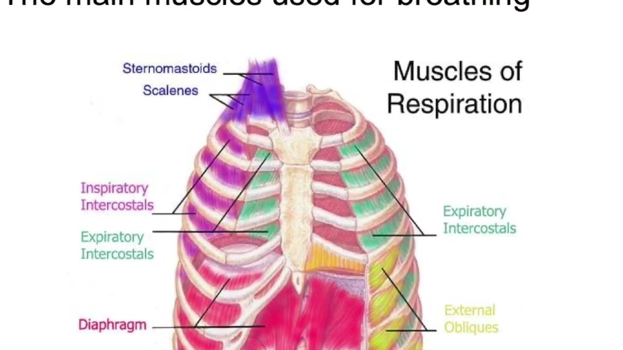 Diaphragmatic Breathing  POWERbreathe Inspiratory Muscle Training HD