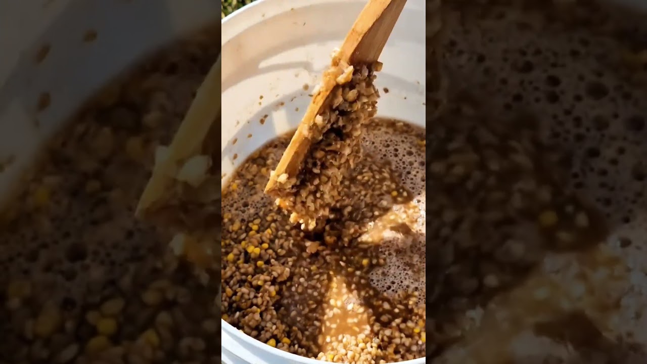 Cómo Ahorrar 25% en Alimento para Gallinas: El Secreto del Grano Fermentado