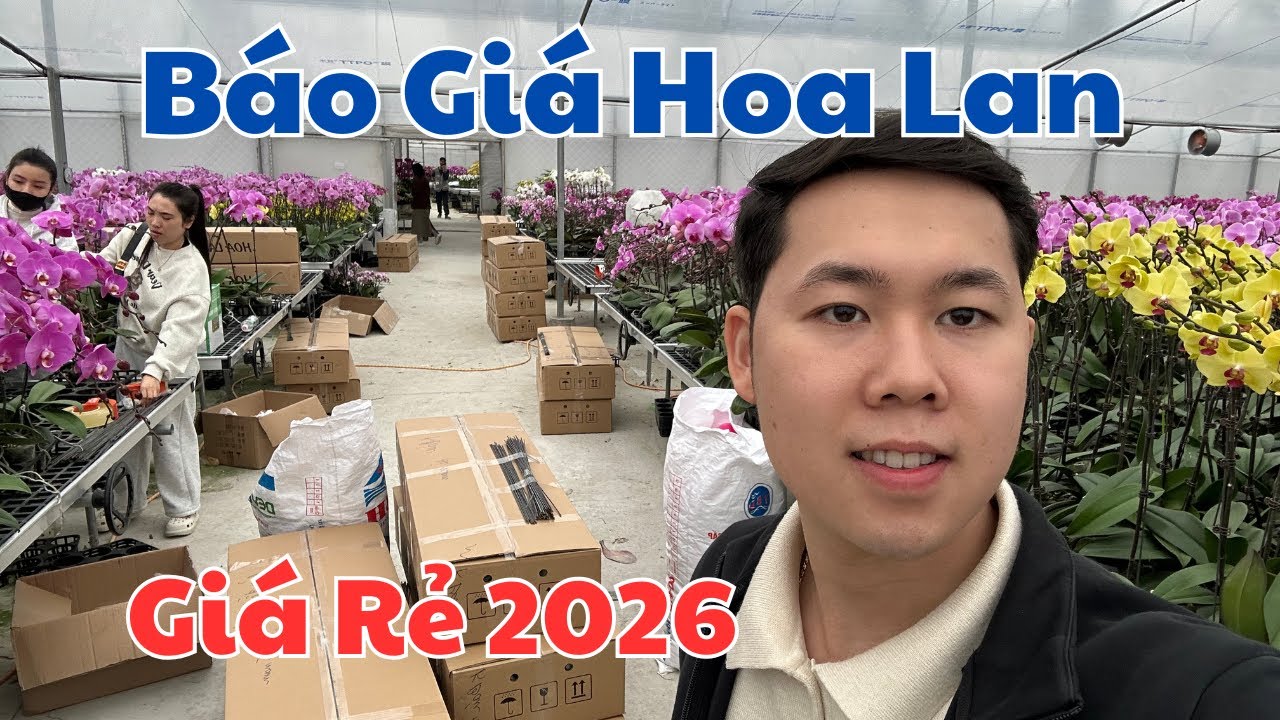 Sỉ lẻ hoa lan hồ điệp số lượng lớn tại miền bắc