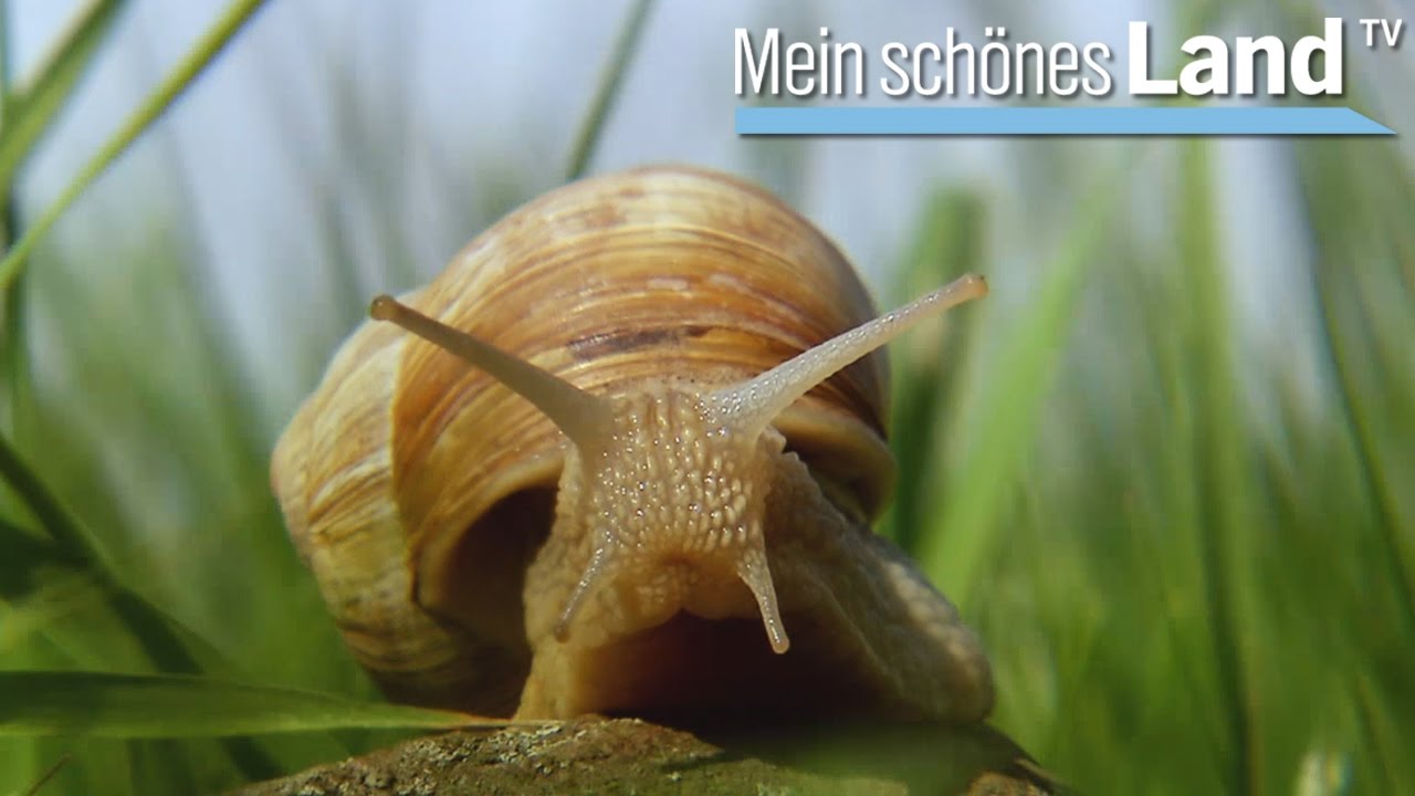 Erdbeerzeit im Weserbergland - die schönsten Höfe Norddeutschlands (NDR)