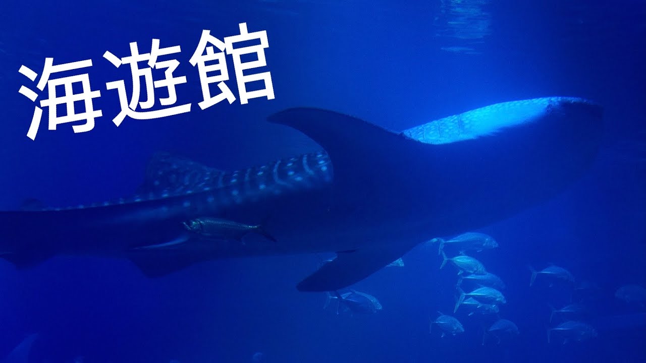 α7sIIIのデュアルベースISO 12800の暗所の高感度テストのつもりが幻想的な癒し動画になってしまいました・・