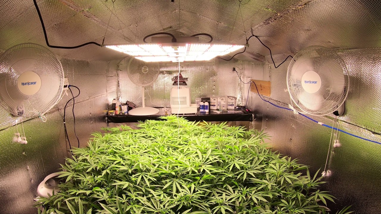 RDWC - Purple Punch - Week 3 Flower Defoliation